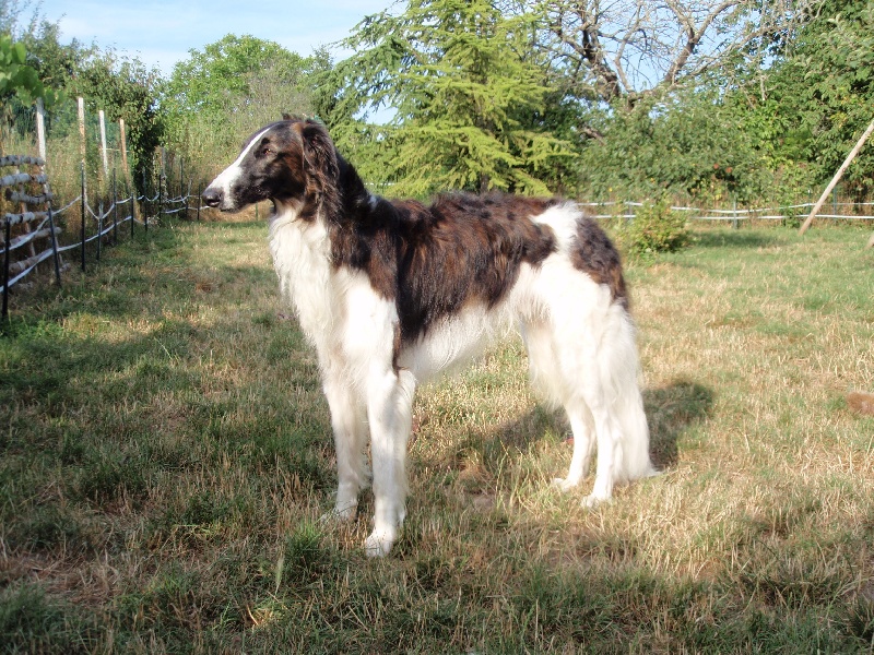 Cantemir du Clos des Sabines