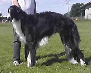 Dachkoff du Clos des Sabines